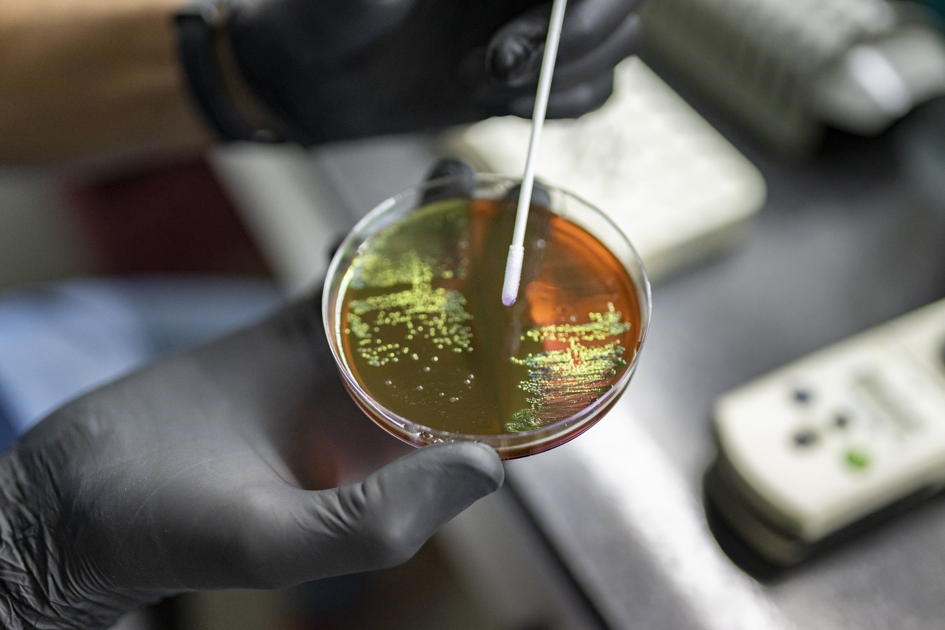 A Petri dish with microbial cultures.