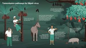 Transmission nipah