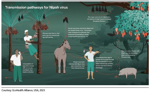 Transmission-pathway-nipah nipah pathway