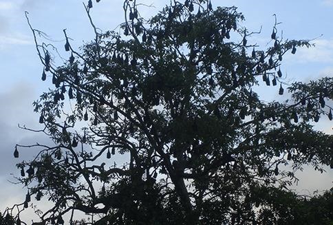 nipah_img_630 nipah_img_630