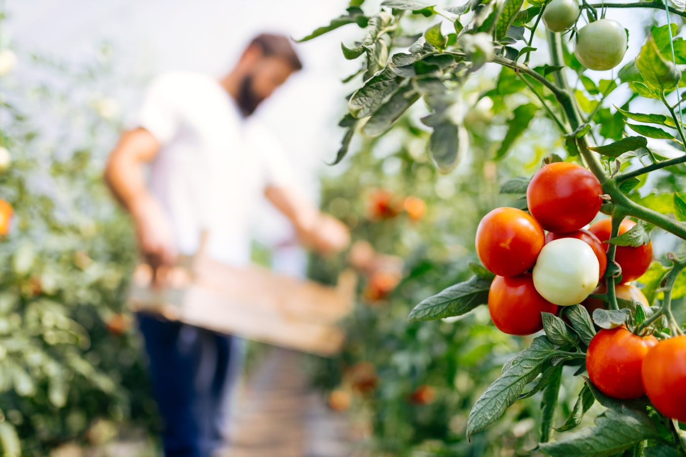 nutrition_insecurity_and_unhealthy_diets person picking veg
