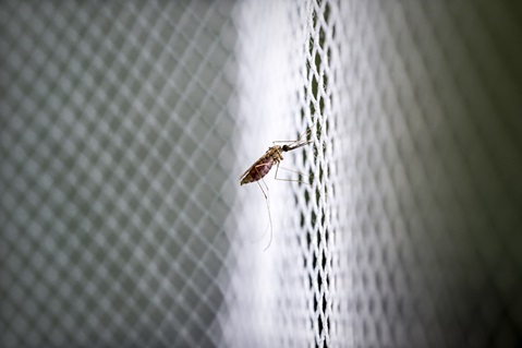 Anopheles adult mosquito