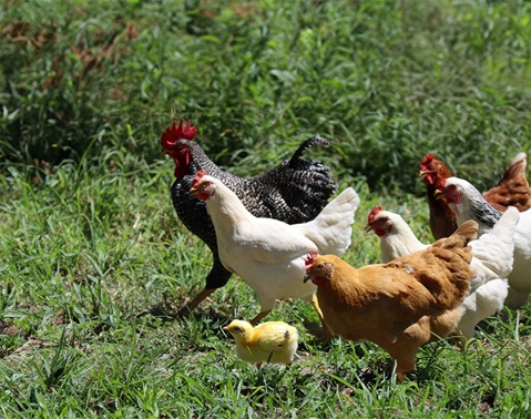 EPI-WIN digest 11 - Avian Influenza H5: an update