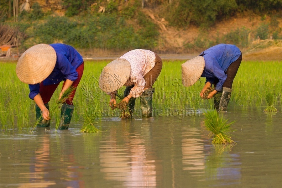 People in a rice field