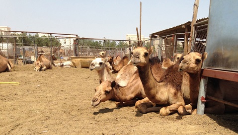Middle East respiratory syndrome coronavirus (MERS-CoV)