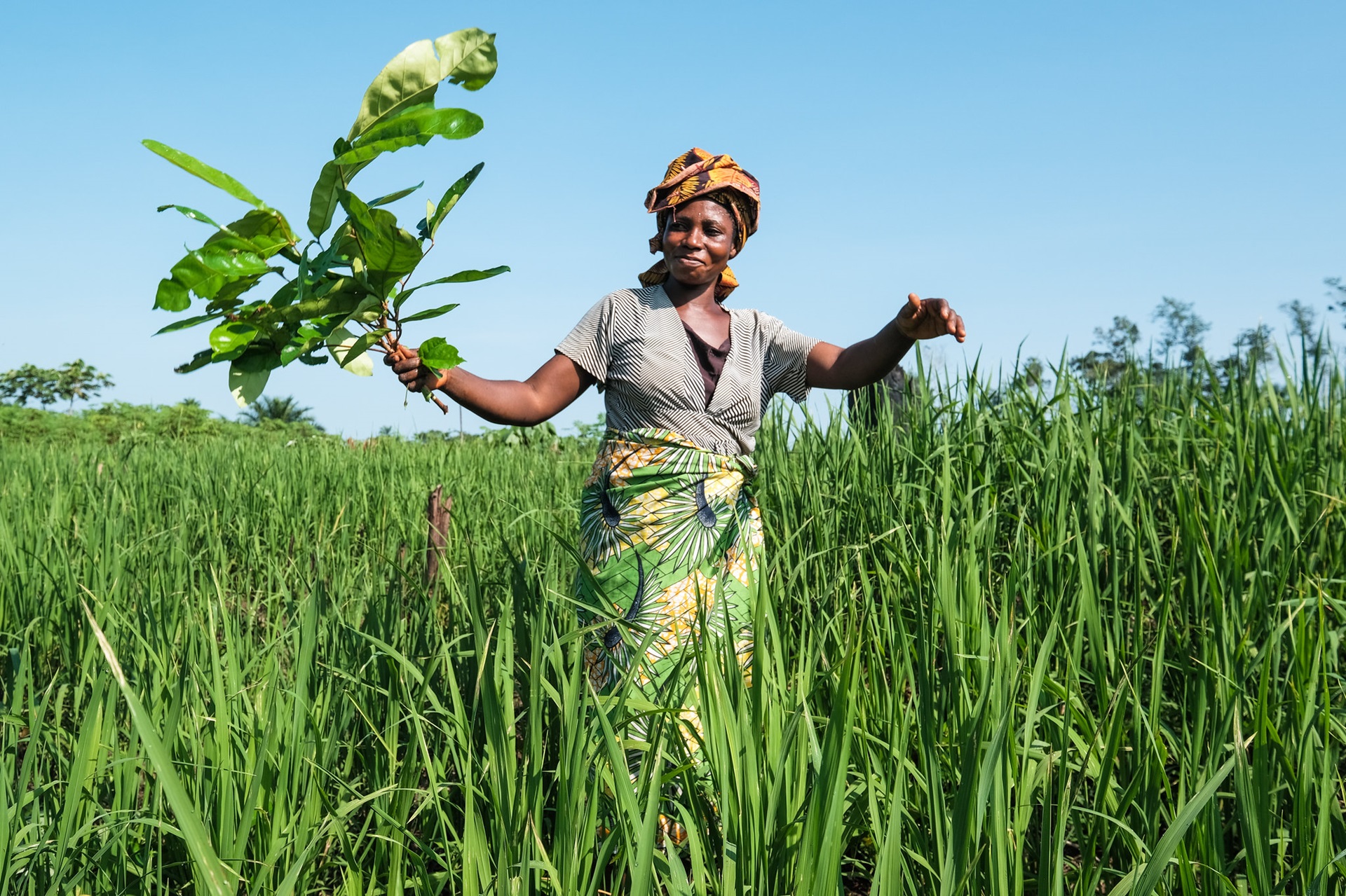 At work DRC Credit CIFOR Axel Fassio