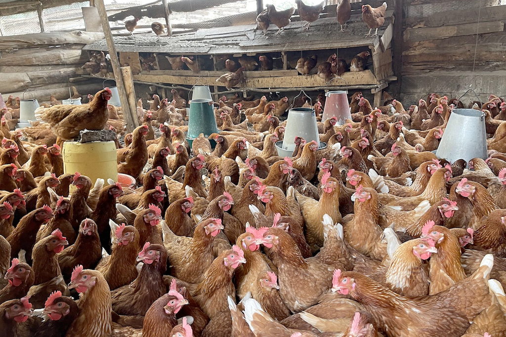 Poultry farming in Kiambu Kenya Credit ILRI Hung Nguyen-Viet