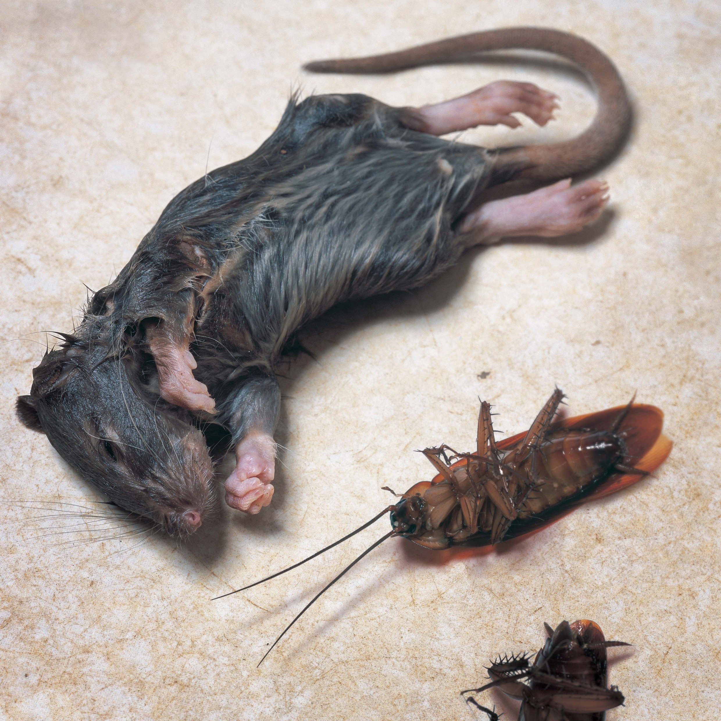Tobacco smoke contains arsenic and naphthalene, also used against rats and cockroaches
