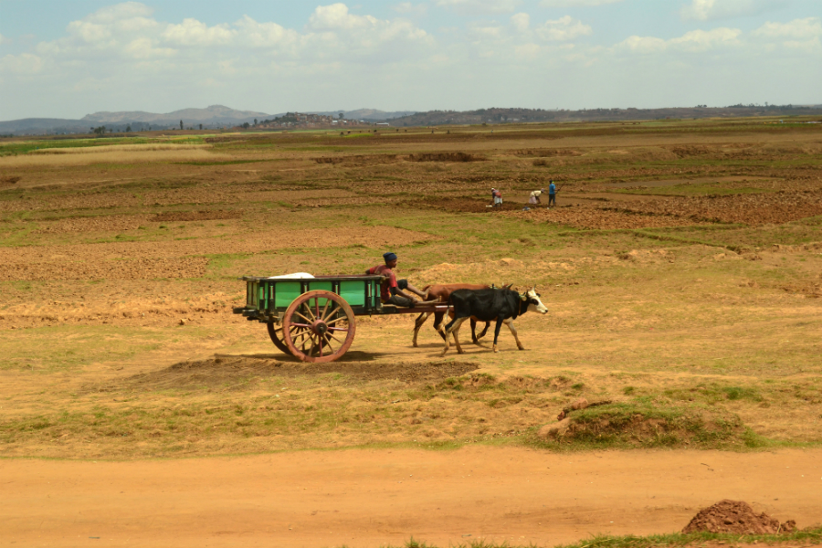 A man rides his cart of two cattle in open plains in Madagascar