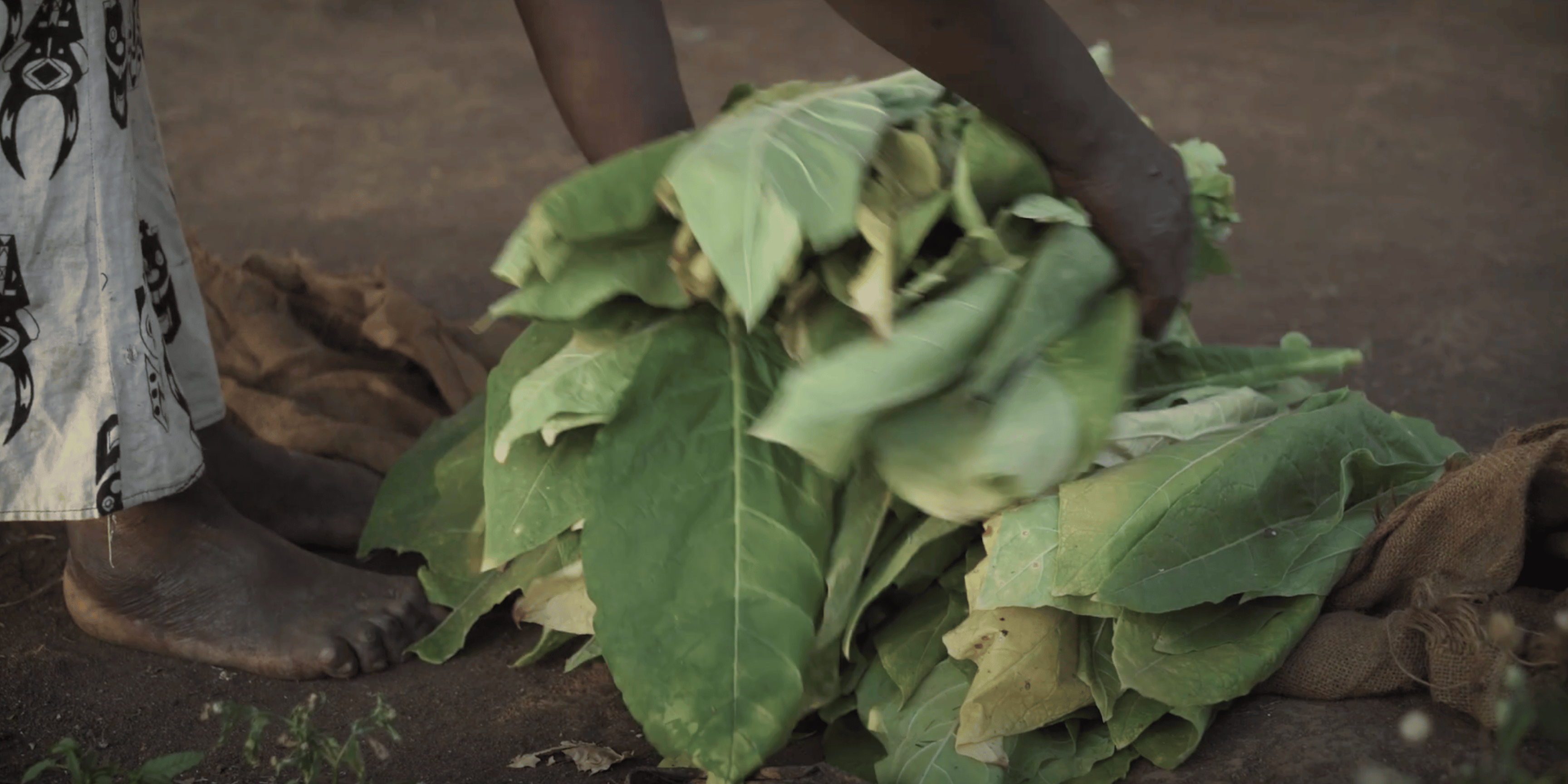 1 Tobacco Slave