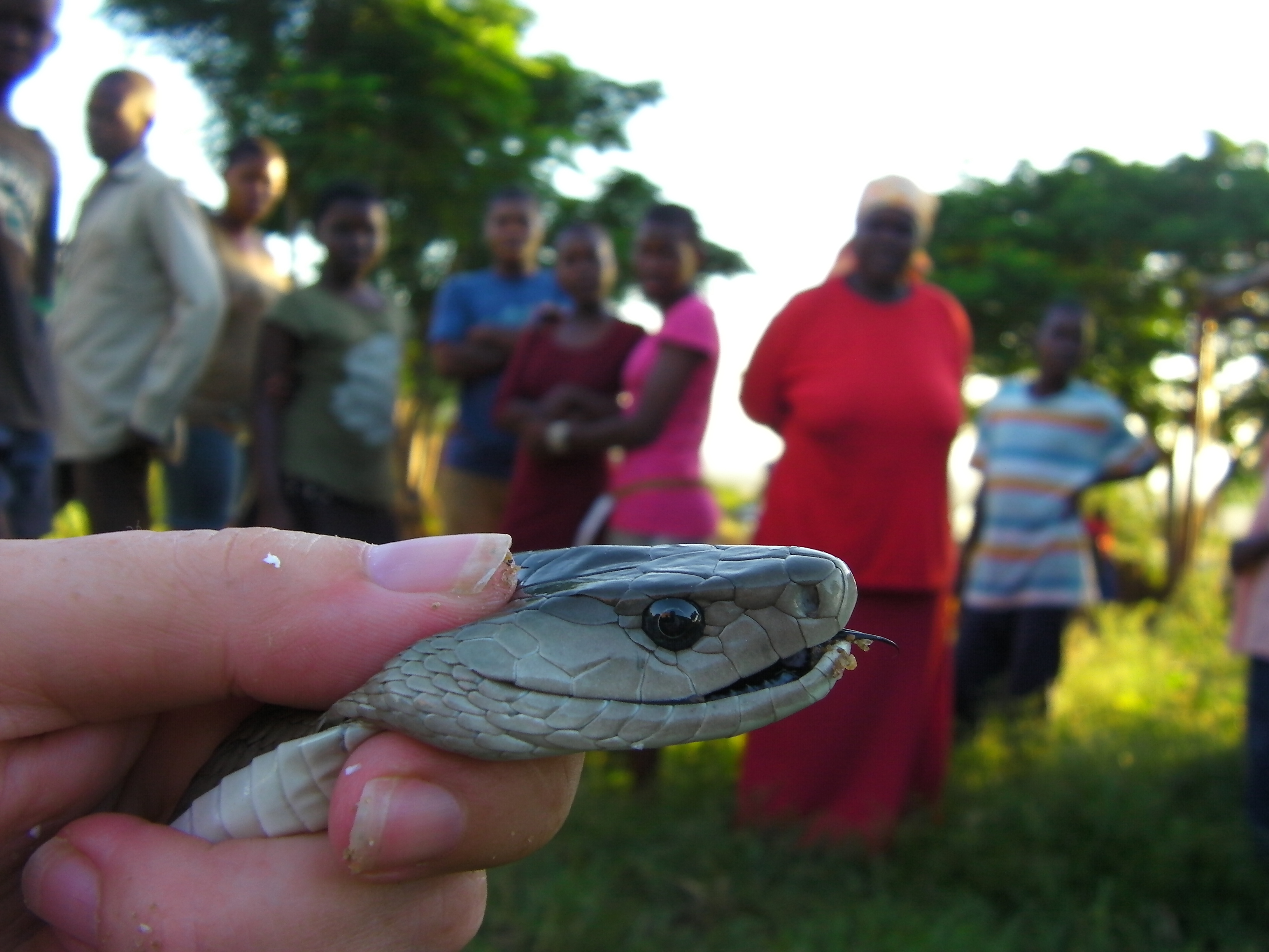 black mamba attack human