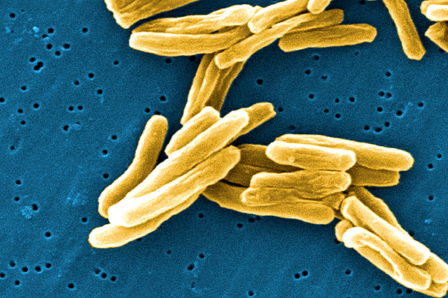 Can tiny bacteria help stop the spread of disease?