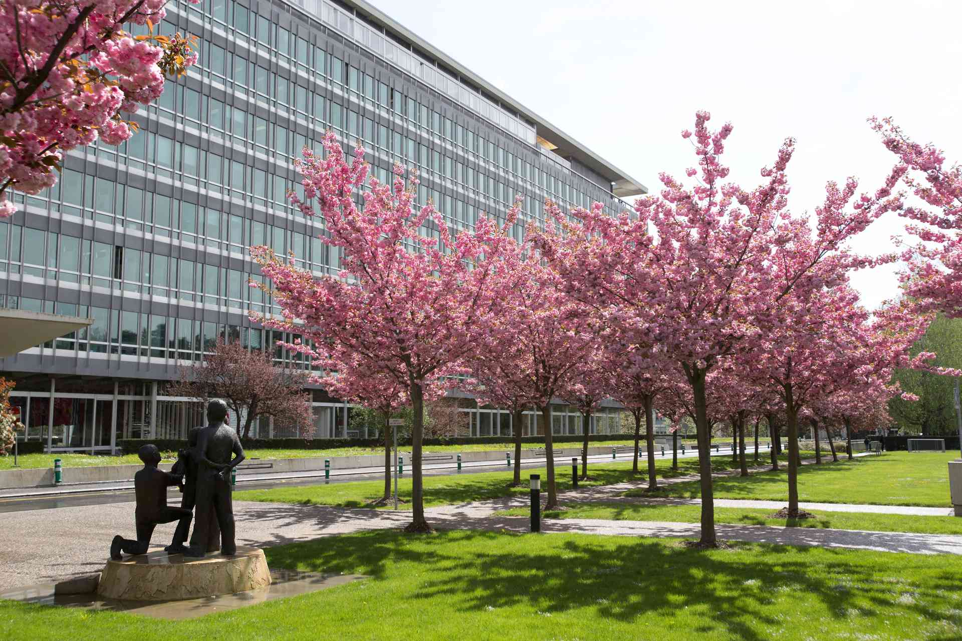 A cast bronze and stone statue depicting four persons and cherry trees in bloom in front of WHO headquarters in Geneva.