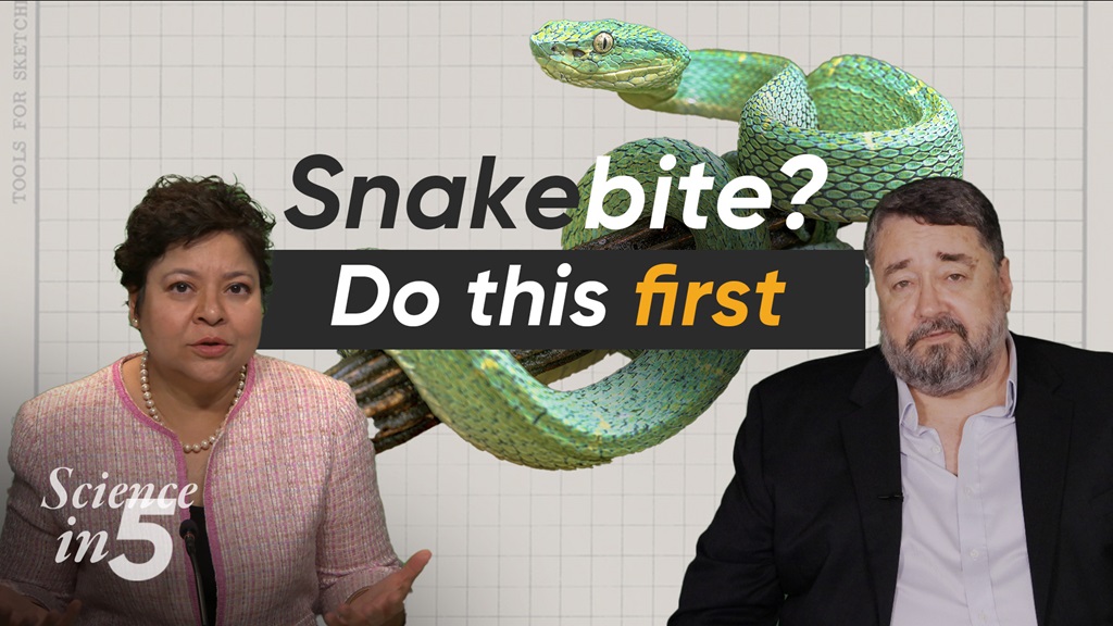 Science in 5 podcast - Snakebites life saving facts