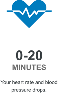 Your heart rate and blood pressure drops