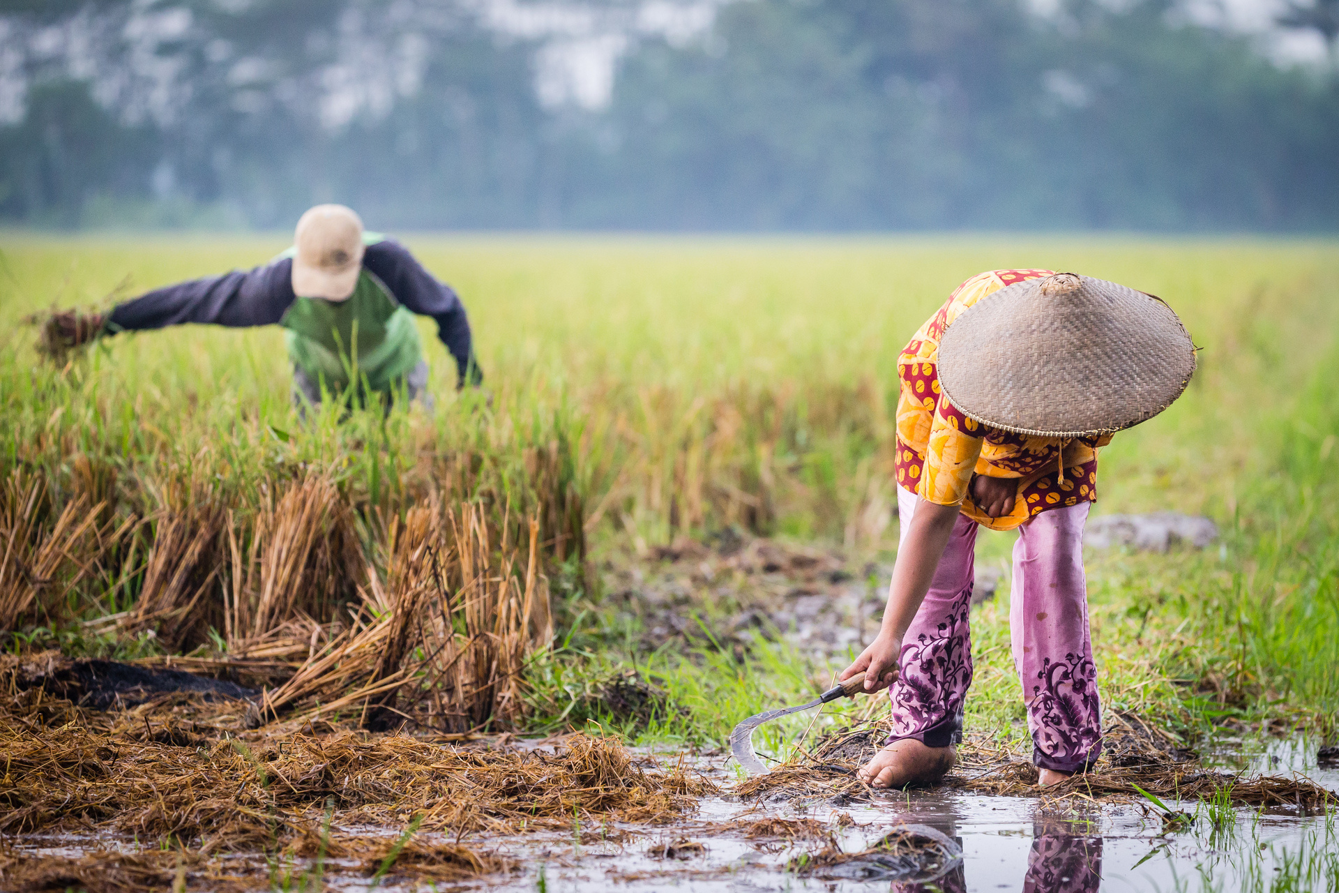 Woman working in field