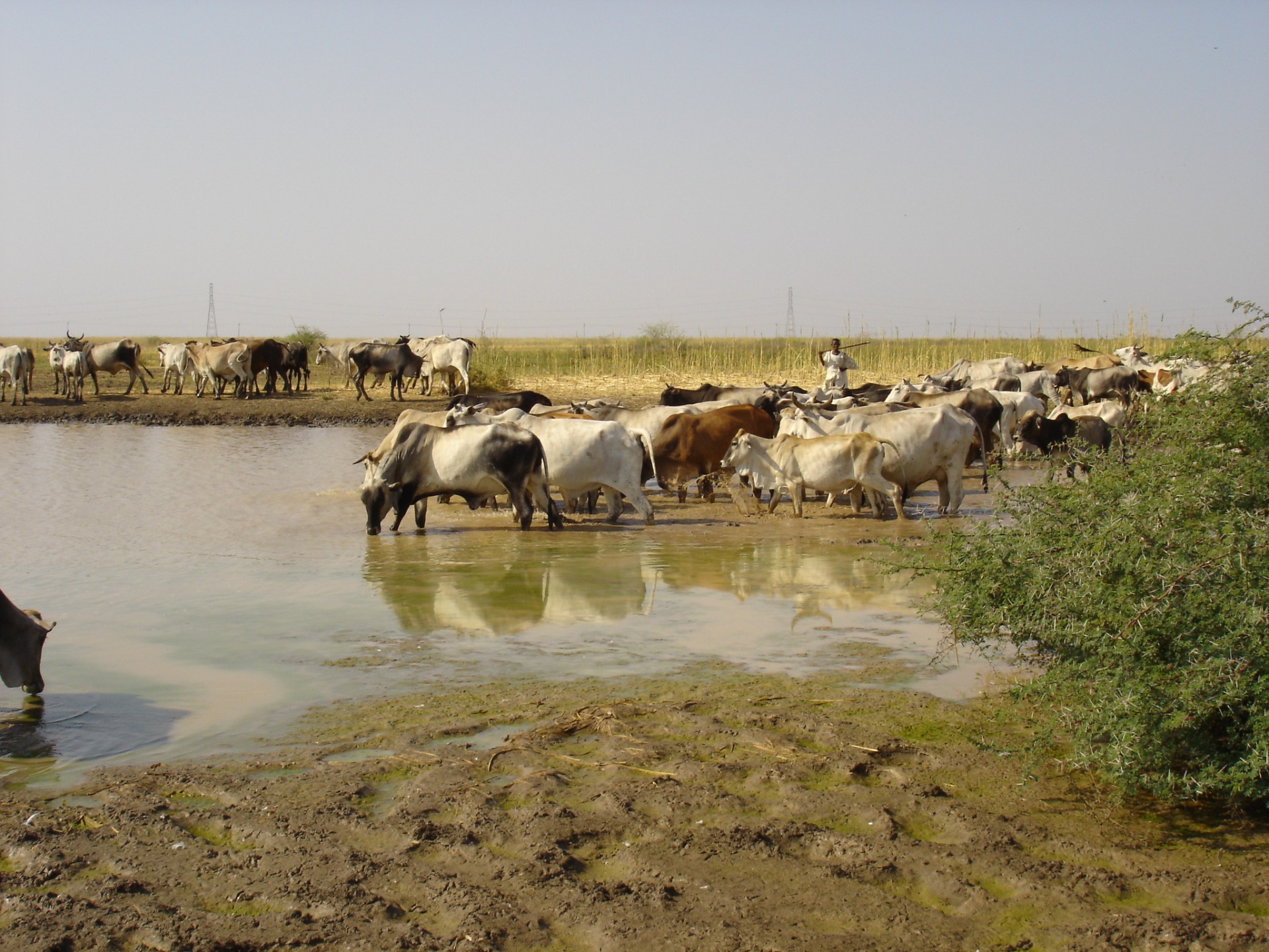 A herd of cows drinking from a pond