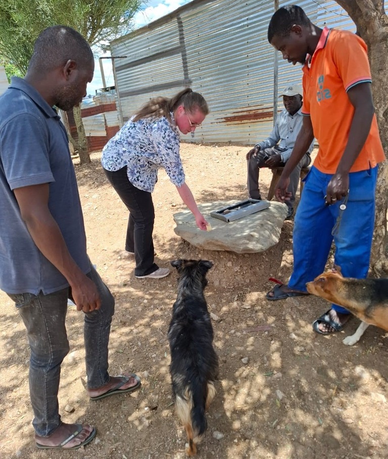 Namibia free-roaming dogs being offered a bait during the field exercise of the ORV workshop