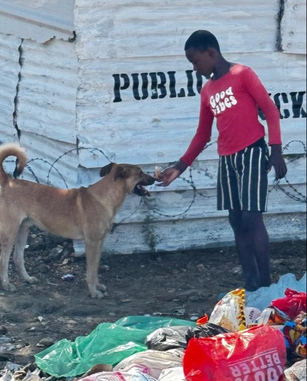 Namibia free-roaming dogs being offered a bait during the field exercise of the ORV workshop