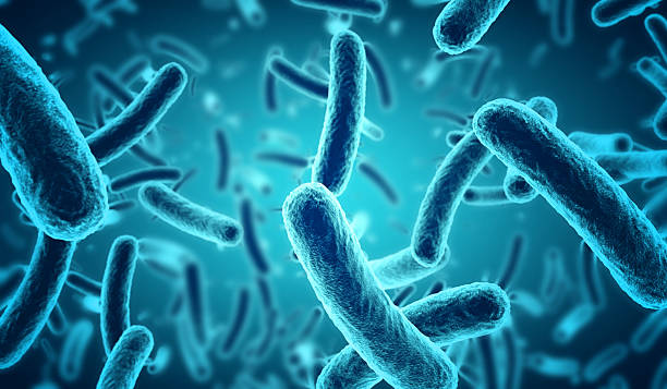 Picture of Escherichia coli