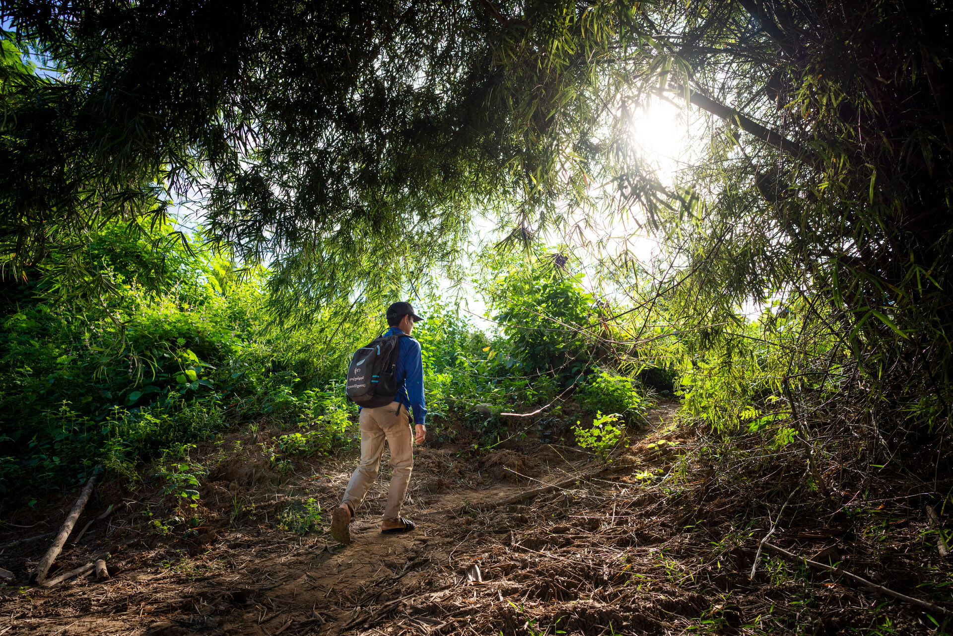 Person with backpack walking along a forest path under bamboo canopy, with sunlight filtering through green vegetation.