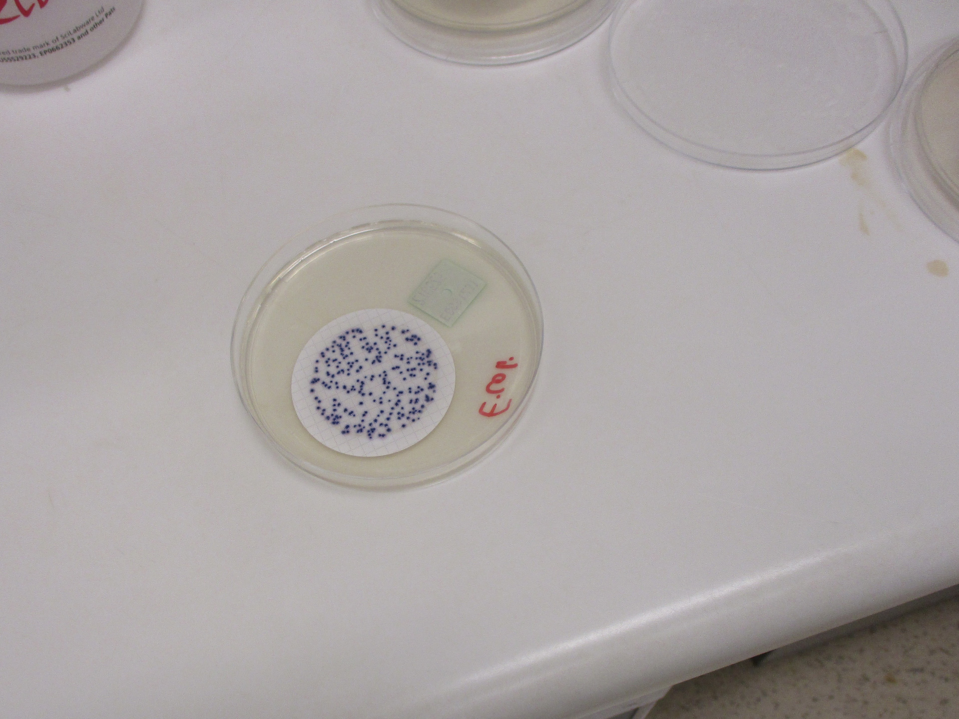 Petri dish with white filter paper and small blue colonies labelled 