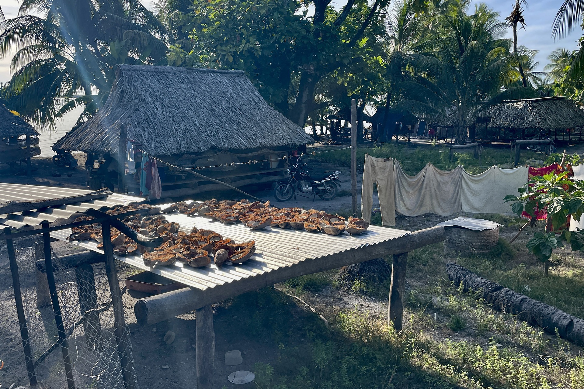 Coconut halves drying on a corrugated roof near thatched huts, palm trees, and hanging laundry in a tropical village.
