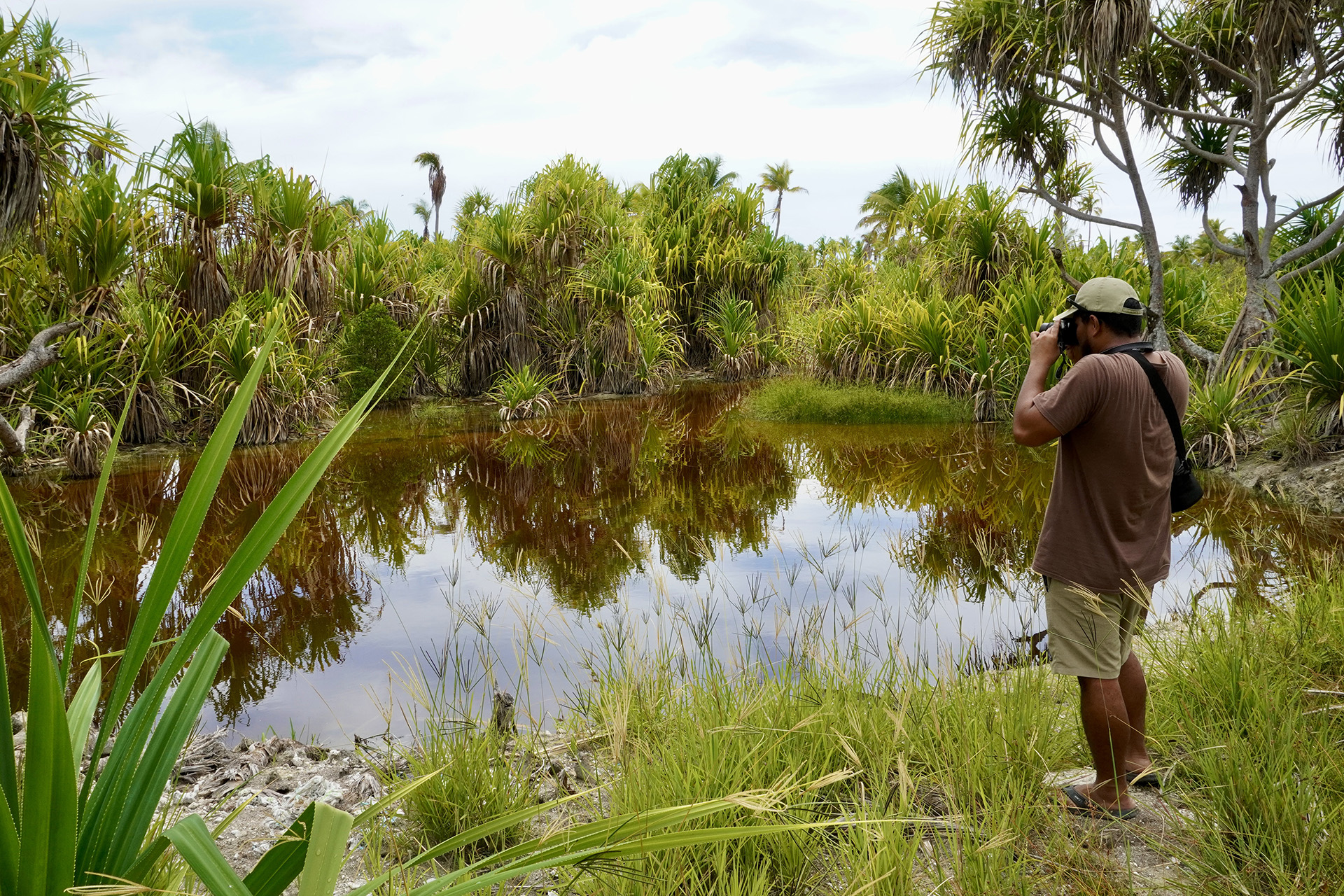 Person taking a picture of a small brown pond surrounded by dense green pandanus trees under a cloudy sky.