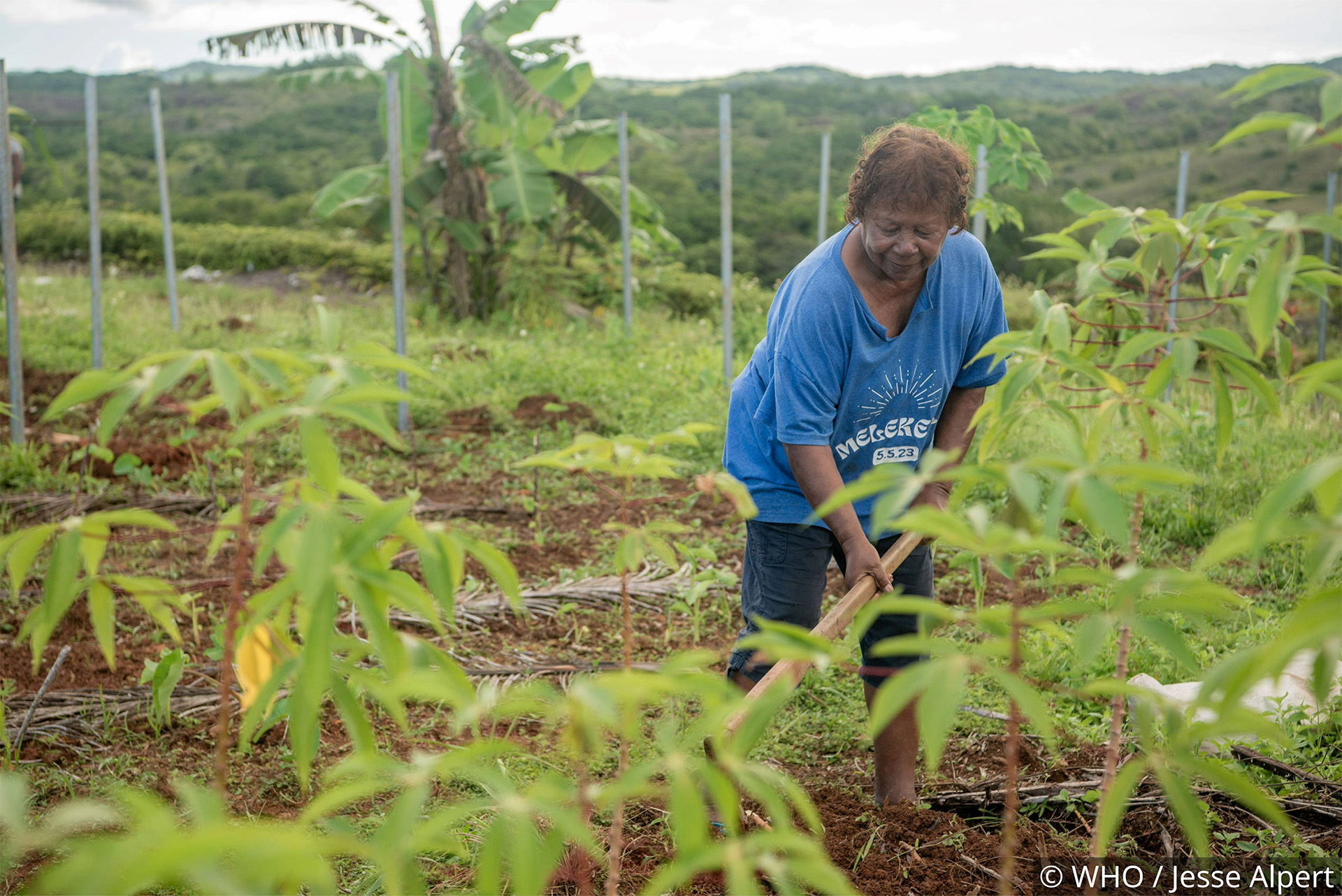 Person working in a lush green farm, tending to young plants with hills and banana trees in the background.