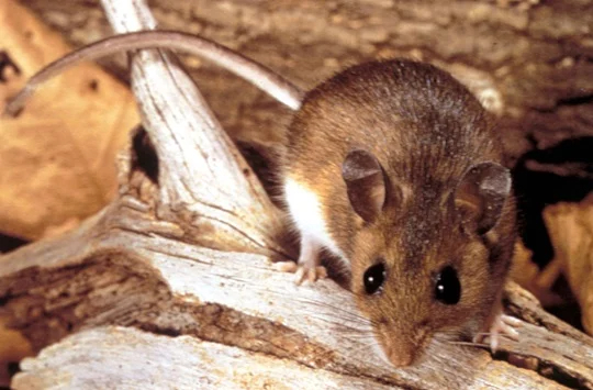 Close-up of a mouse