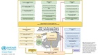 WHO Europe organigram