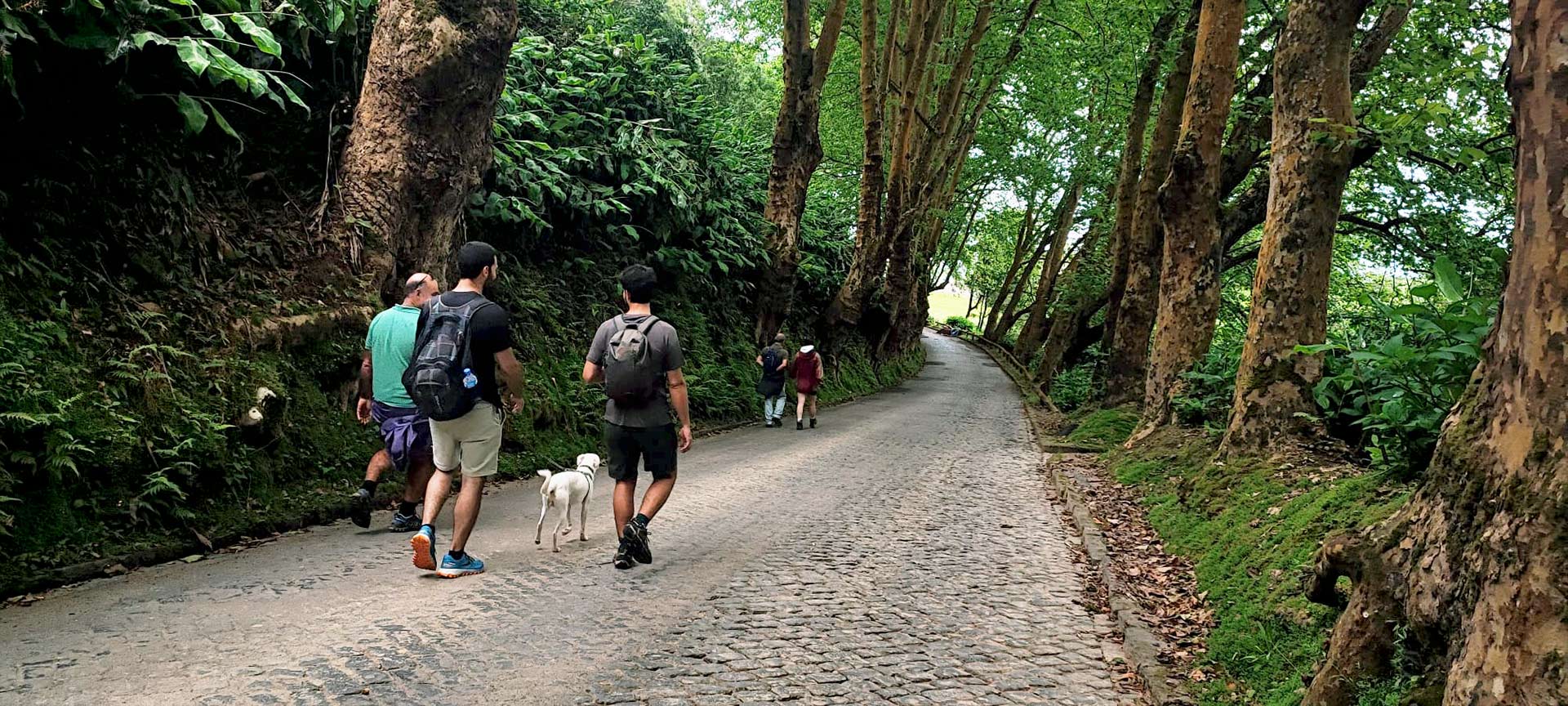 Three men hiking on a forest road, with a dog.