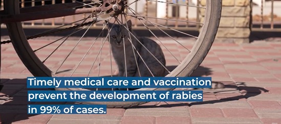 A grey cat sits behind a bicycle wheel on a sunlit pavement. Blue text across the bottom reads: “Timely medical care and vaccination prevent the development of rabies in 99% of cases.”
